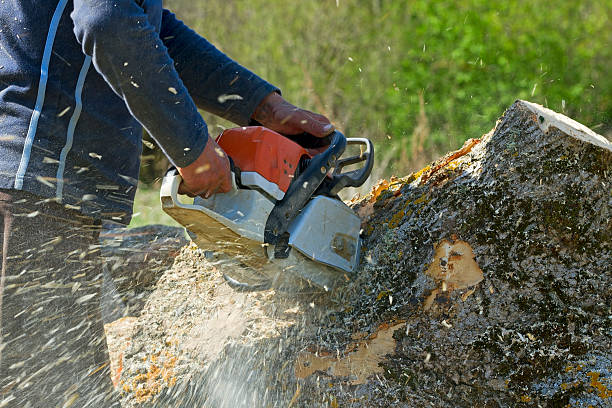 Best Affordable Tree Service  in Clovis, NM